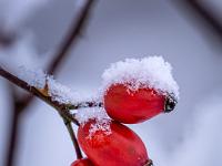 Drei Hagebutten von leichtem Schnee bedeckt